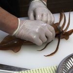 活いか釣り体験（調理込み）時価