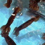 活いか釣り体験（調理込み）時価