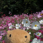 茶房みちふく - 山の辺の道の秋