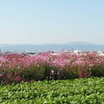 茶房みちふく - 近くの風景（秋）