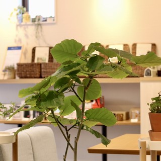 ヤマ コーヒー_2