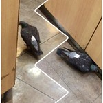 駅そば 大江戸そば - 【おまけ】
おや？ カワイイ鳩のお客さんが迷い込んで来たよ♪
外はとても寒いからね〜、中に入って来ちゃったね（笑）

2019年2月上旬