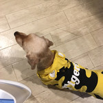 タイガースバー イレブン - お店のﾏｽｺｯﾄ「コロンちゃん」やったかな(*'▽')？