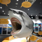 Kamome Shokudou - （おまけ）シャークミュージアムを見学。本物のサメの歯を展示！