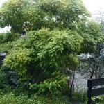 わらさん - 駐車場スペースからは、緑しか見えない！笑
                                