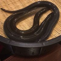 入谷鬼子母神門前のだや - 