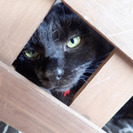 菜菜cafe - クマ「見慣れない顔ニャン。よろしくニャ」