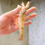 寿司栄 - 2019/2/9  ガスエビ