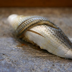 寿司栄 - 2019/2/9  コハダ