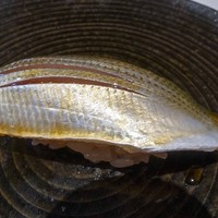 鮨 福元 - コハダ