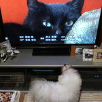 HOI - アンジェリーナは TVを見る犬で・・
