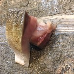 寿司栄 - 勝浦産鯖の軽い炙り