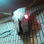 一条流がんこ総本家分家四谷荒木町 - 牛の頭の骨