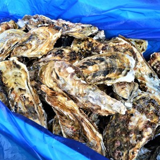 Enjoy miraculous Oyster delivered directly from Miyagi fishermen to your heart's content! !