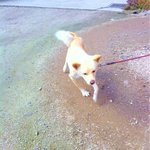 山の民 つづら - 店主に拾われてきた｢ロン｣。元気一杯。