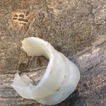 寿司栄 - カワハギの刺身、こちらは炙り