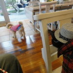 Y's DOGCAFE - 