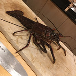 はらまさ - 生きている伊勢海老