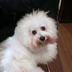 旬采 - パパの隣で満足げ