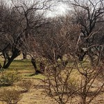 蕎麦料理 すみや - 
