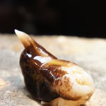 日本橋橘町　都寿司 - トリガイ♪（2011/4）