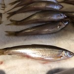 ろっかん - 琵琶湖ホンモロコ