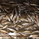 ろっかん - 琵琶湖スゴモロコ