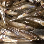 ろっかん - 琵琶湖スゴモロコ