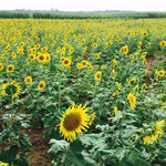 すくばりテラス - 