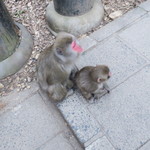 らーめん大 - 猿がいたw