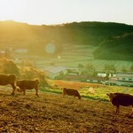 THE GOHAN classic pavilion