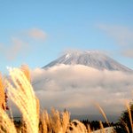 牧場のキッチン - ススキと富士山