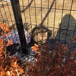 カフェキャットナップ - 