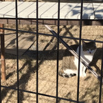 カフェキャットナップ - 