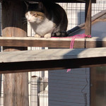 カフェキャットナップ - 