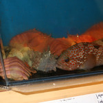 旬彩鈴吉 - イケス