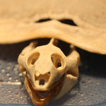 旬彩鈴吉 - すっぽんの骨