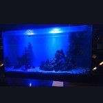 バーハクシ - 巨大水槽