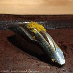 すし ふくづか - コハダのにぎり