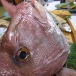 はつしろ - 3kg近い大物！