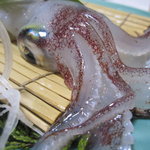 はつしろ - 烏賊、活きてます、怒ってます、斑点が点滅！