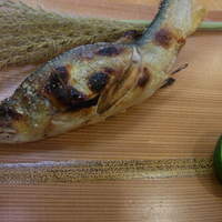 鉢の木 新館 - 子持ち鮎の塩焼き