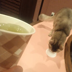 猫カフェ ぷちまりー 京都河原町店 - ねこルームの手前の受付で　ドリンクもらって中でいただきます