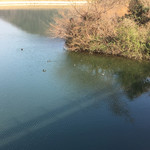 すずめ庵 - かも鴨