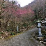 すずめ庵 - 梅ロード