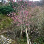 すずめ庵 - 癒しよね
      そんなオレ鹿氏は
      いやしい系