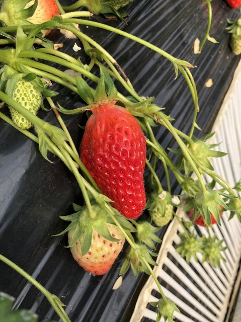 和田観光苺組合 - 相馬（その他）の写真