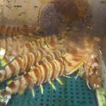 孫 - 生きた車エビ(ケース内)