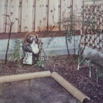 ラ モワッソン - うちの庭のネギ