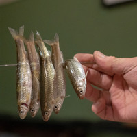 うを徳 - 2019.2 琵琶湖活きホンモロコ炭火焼き